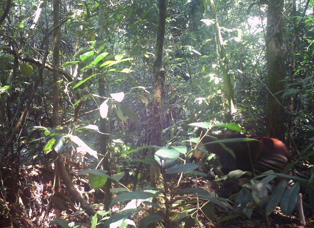 okapi habitat
