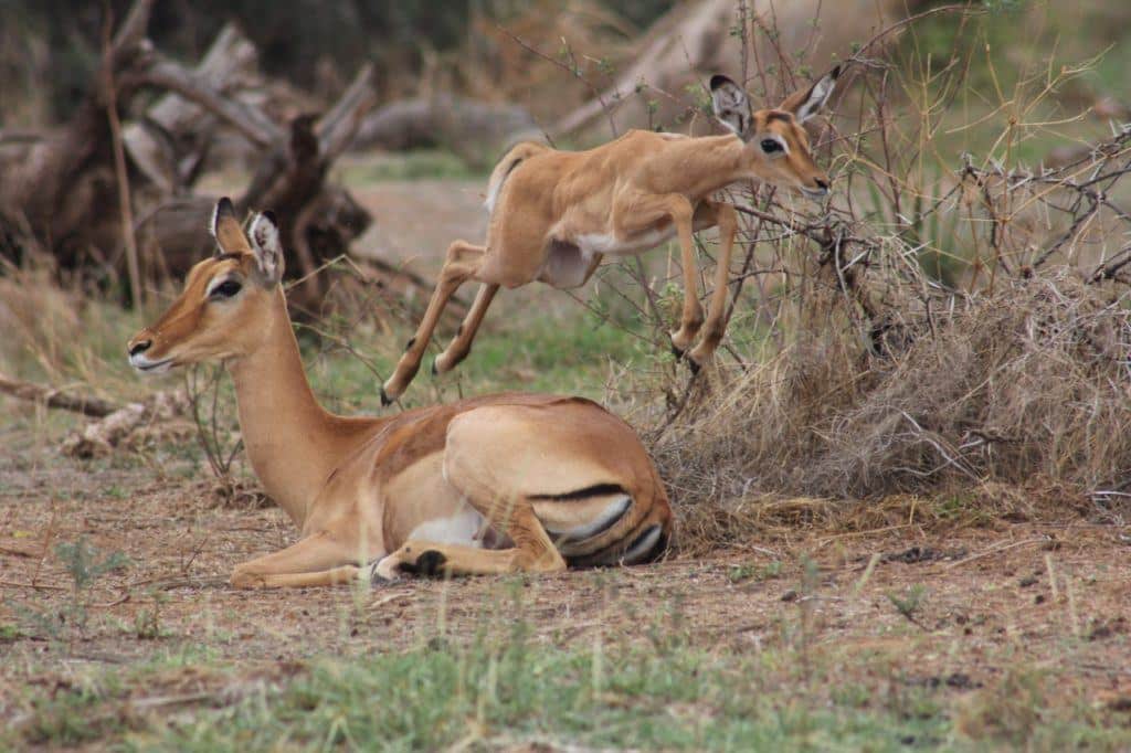 A baby impala jumping