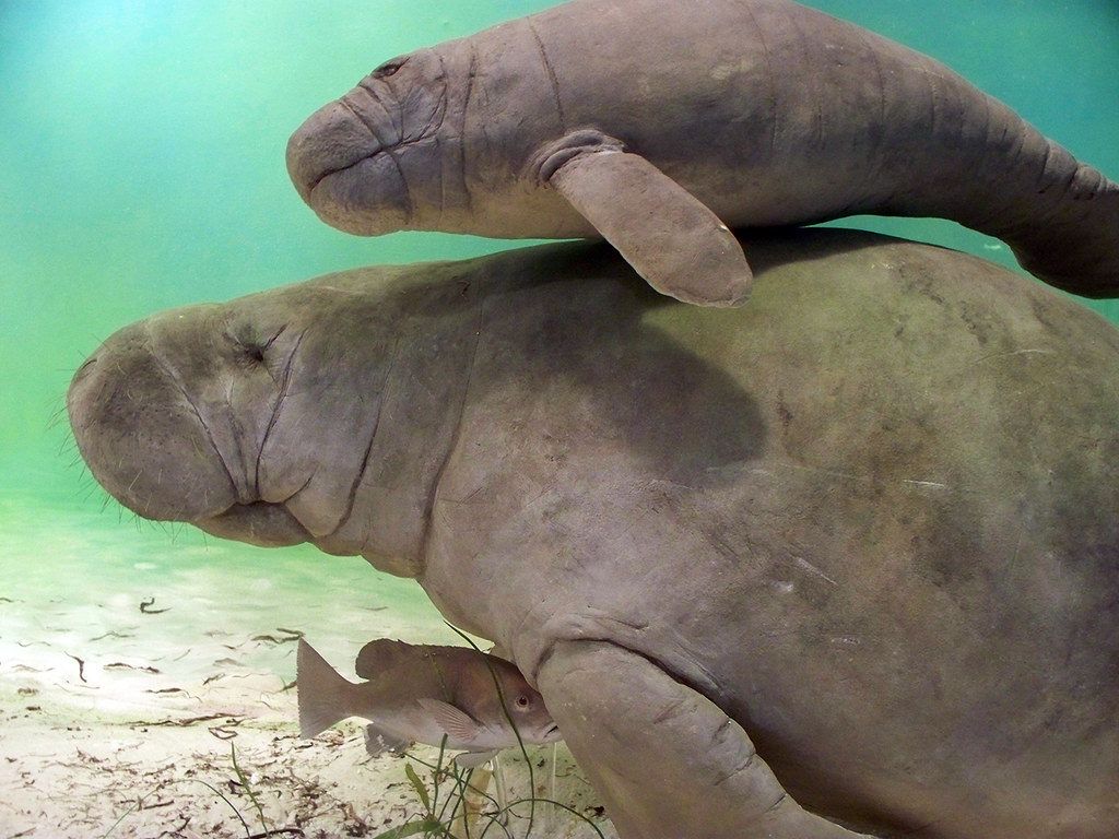 Two African manatees