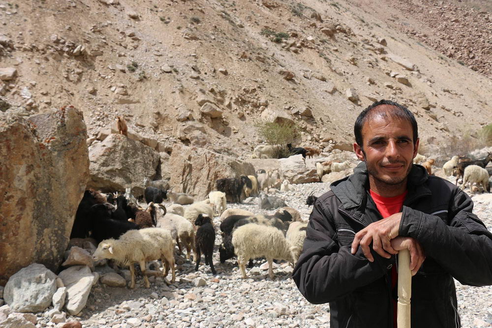 a farmer with his herd