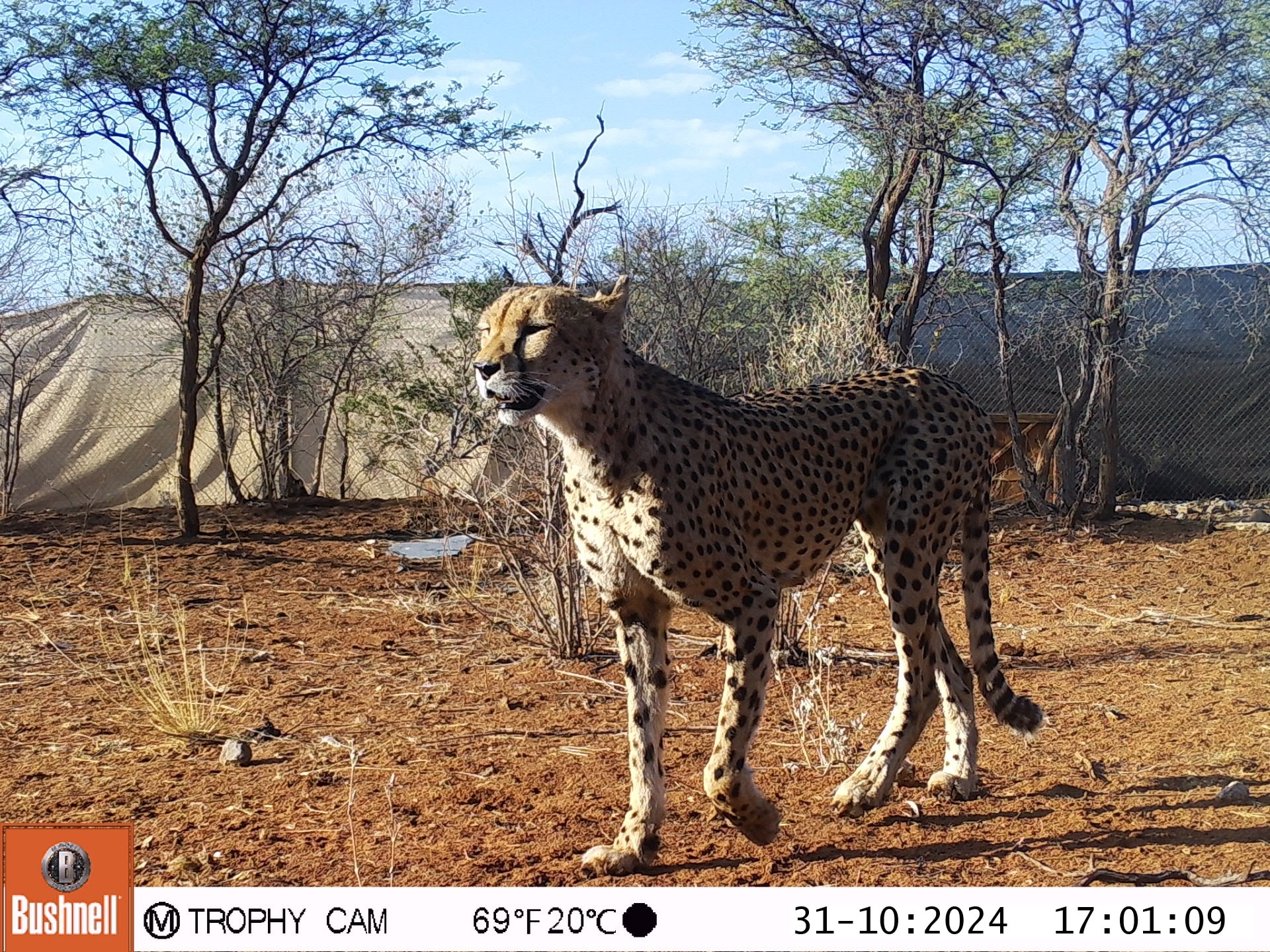 cheetah