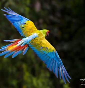 A Day in the Field: WCN's Visit to Macaw Recovery Network