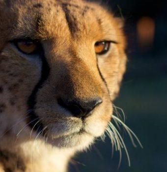 CITES Pushes for Further Cheetah Protection Against Pet Trade