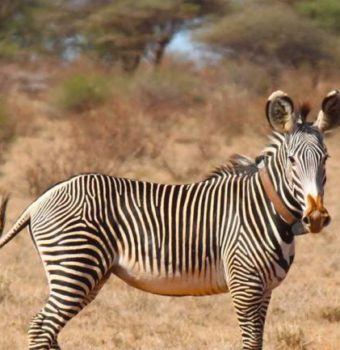 Great Grevy's Rally Uses Citizen Scientists to Count Population