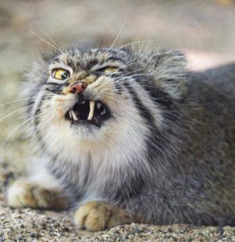 Meet Nature's Quirkiest Cats