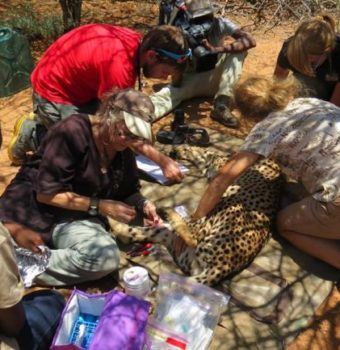 Celebrating a Quarter Century of Cheetah Conservation