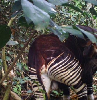 Wildlife on Camera- Okapis