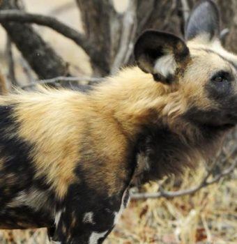 Local Community Protects “Their” Painted Dogs