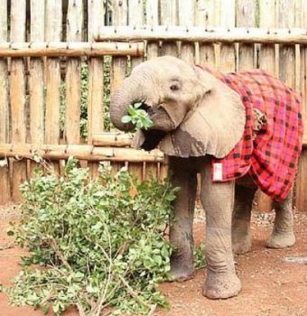 Sokotei the Orphaned Elephant Is Now Thriving