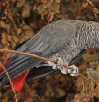How Okapi Conservationists Saved Grey Parrots