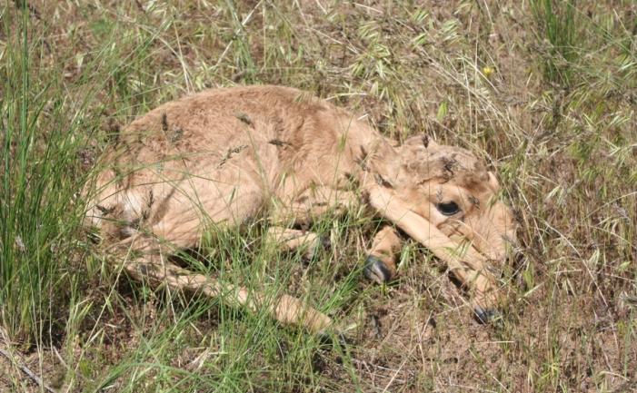 Update- More Than 2500 Mongolian Saigas Die In A Disease Outbreak 