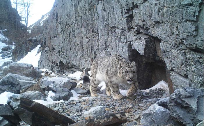 Cropped-snow-leopard-photo_0