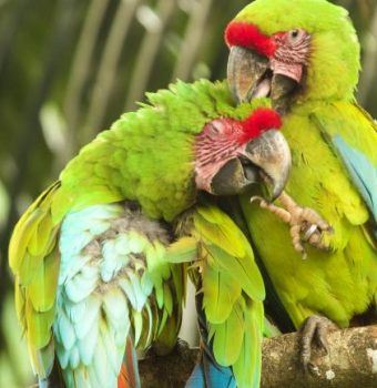 Great Green Macaws: The Aston-Martin of the Bird World