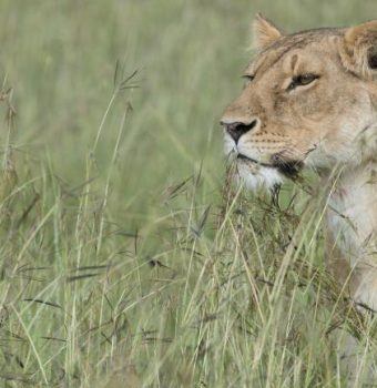 Lions are the most sought-after animals drawing people to Africa, protect them
