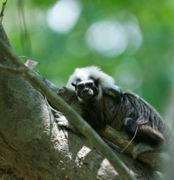 Building Trust with Cotton-Top Tamarins
