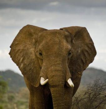 Price of Ivory in China Falls Sharply