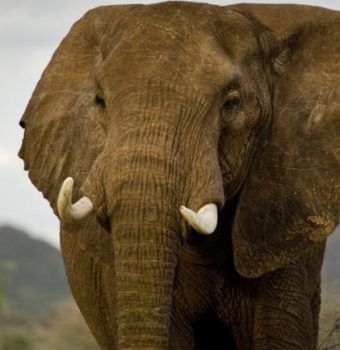 China to Formally Shut Down All Domestic Ivory Trade by End of 2017