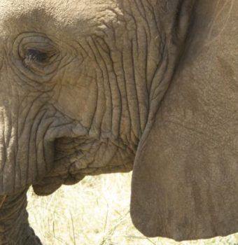 Saving the Elephants of Babile