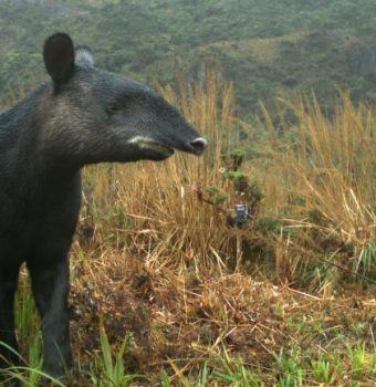 Wildlife on Camera—Mountain Tapir