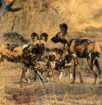 On the Cusp of a Brighter Future for Painted Dogs