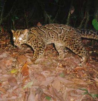 Wildlife on Camera- Marbled Cats