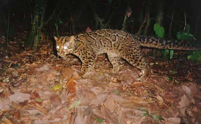 Wildlife on Camera- Marbled Cats - Wildlife Conservation Network