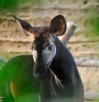 World Okapi Day—Bringing Awareness To The Coolest Animal You’ve Never Heard Of