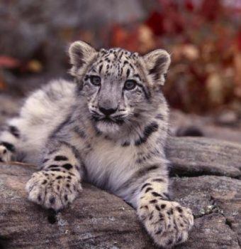 Snow Leopards: An Iconic Species in Need of Your Help