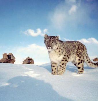 A Status Update for Snow Leopards is a Call for Cautious Celebration