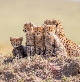 Botswana: A Critical Stronghold for Cheetahs
