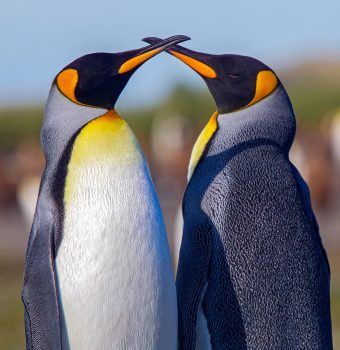 Penguins: Charming, Widespread, and Important