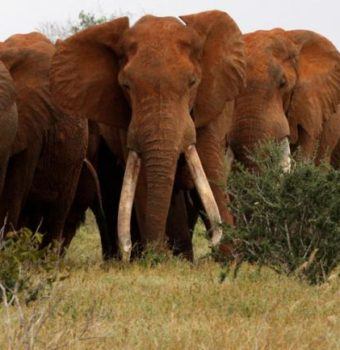 Defending Some of the World's Last Great Tuskers