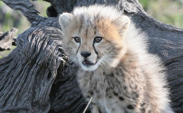 Dogs and Cats: Helping Farmers and Cheetahs Coexist in Botswana ...