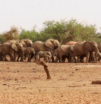 Mali’s Desert Elephants, on Edge of Annihilation, Get a Fighting Chance - New York Times