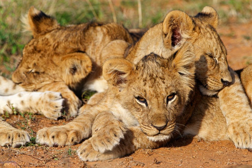 lion cubs_Susan McConnell (13)