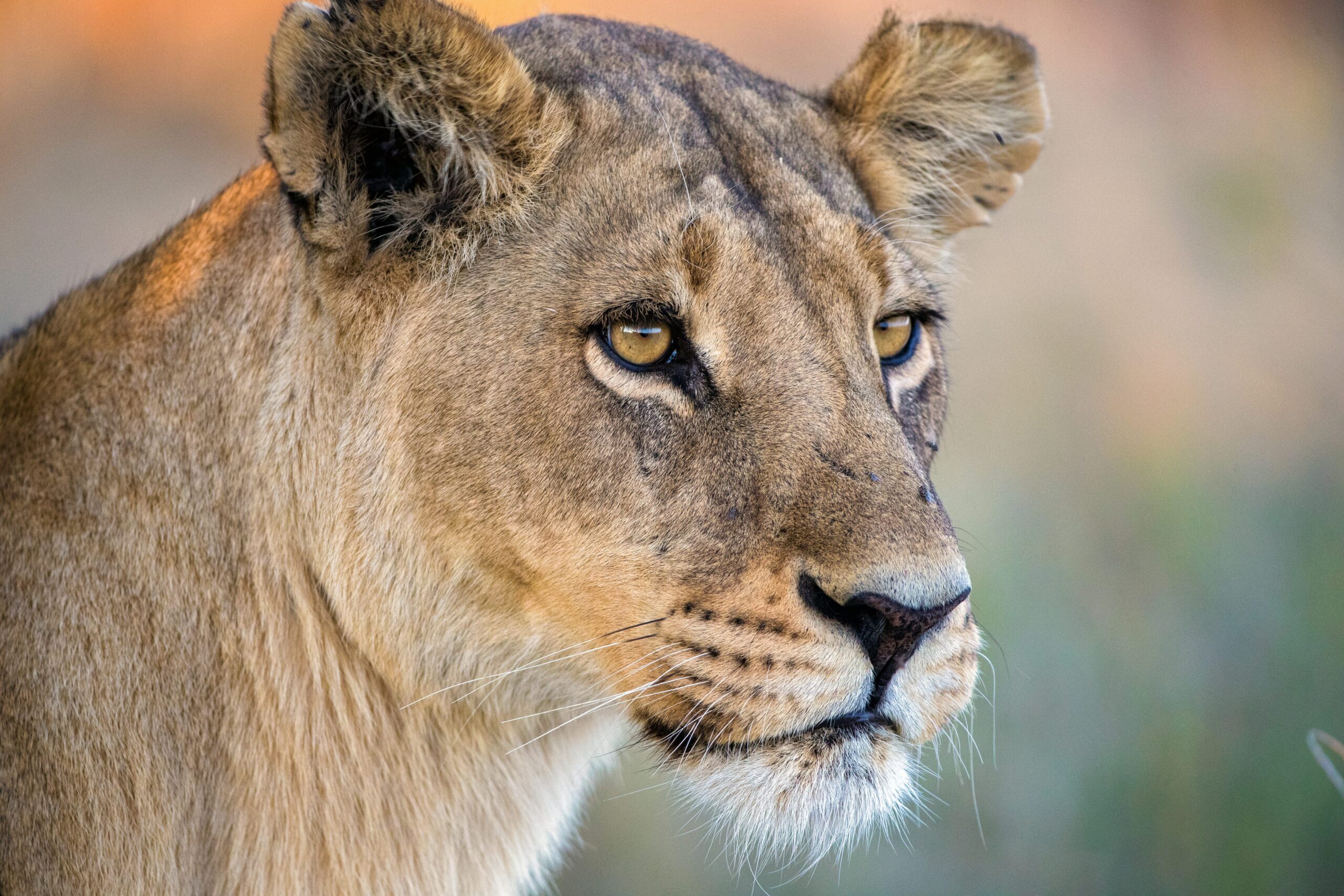 Ewaso Lions–Learn more at Wildlife Conservation Network