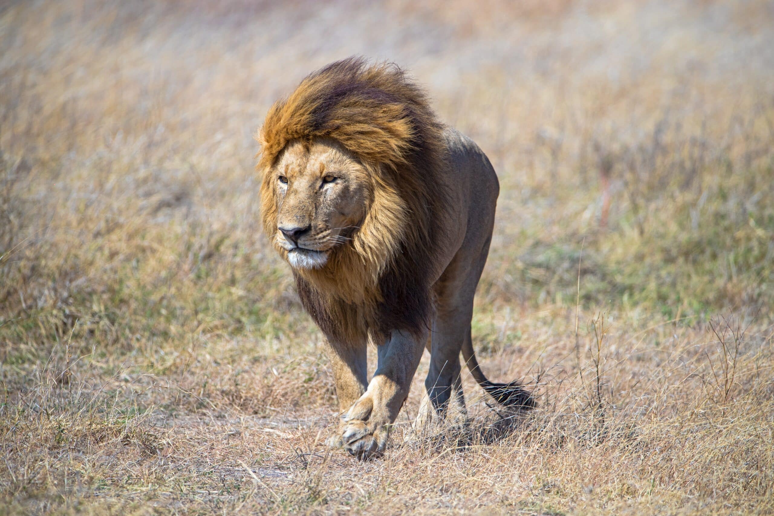 Lion conservation efforts severely underfunded, study shows