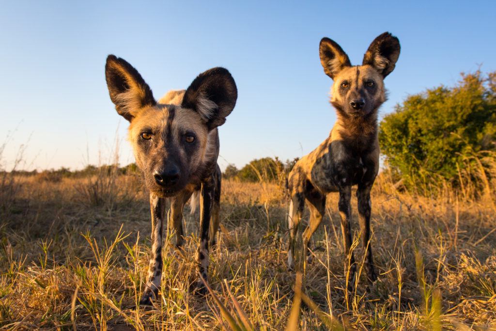 painted dog_WillBurrard-pdc-12