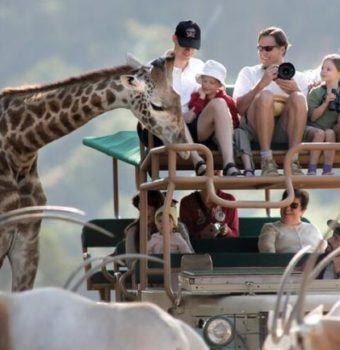 Conservation Speakers Connect with Guests at Safari West