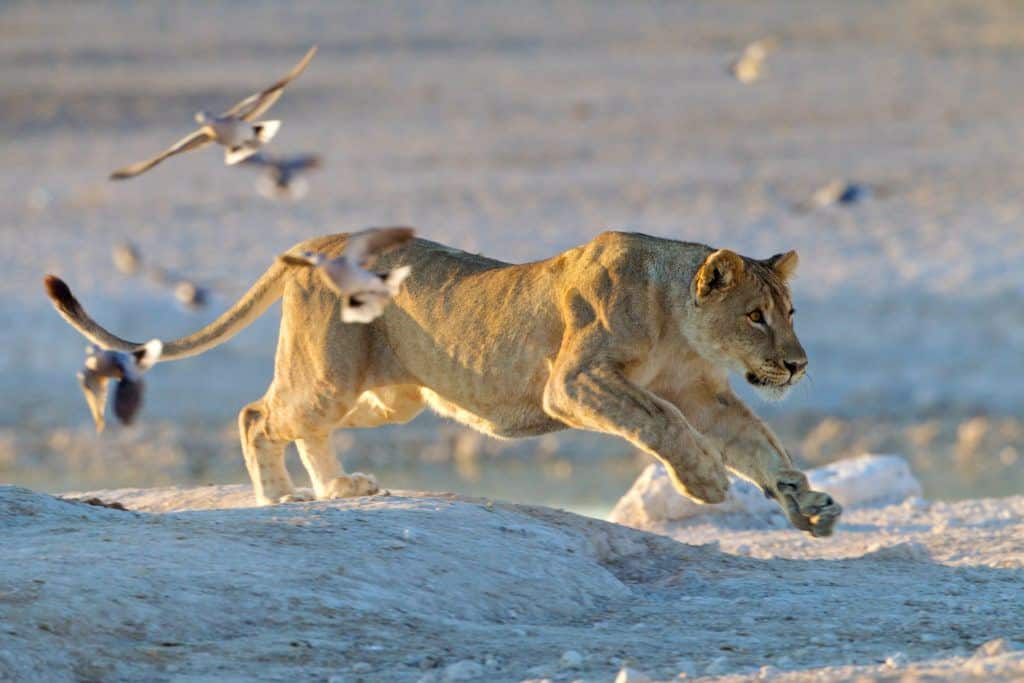 Desert lion running