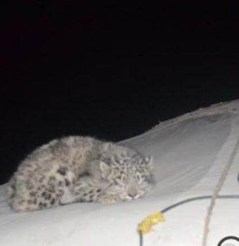 Snow Leopard on the Roof