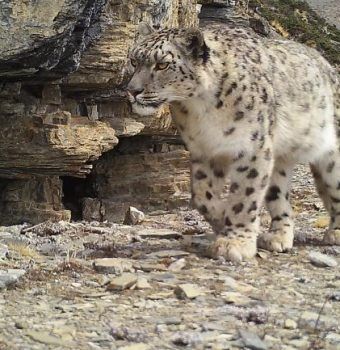 Three New Snow Leopard Subspecies Discovered