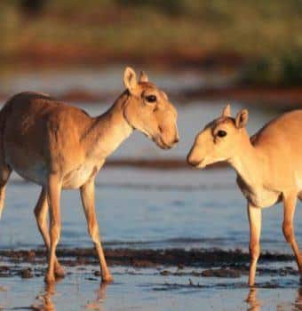 Saigas Begin to Recover From Crisis