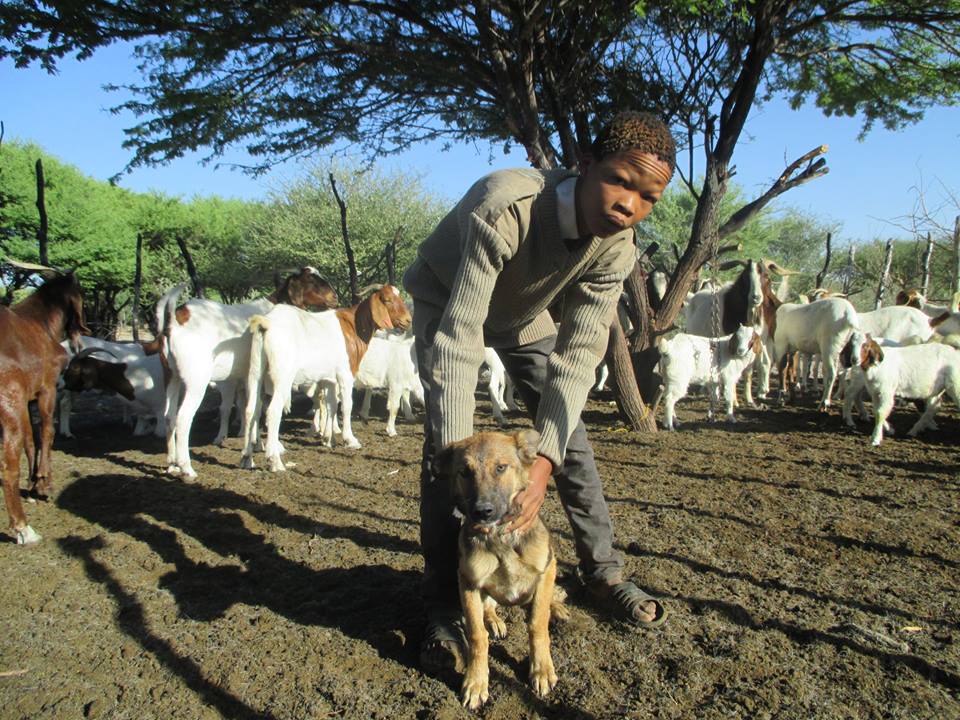 CCB_highlight image_livestock_guarding_dog
