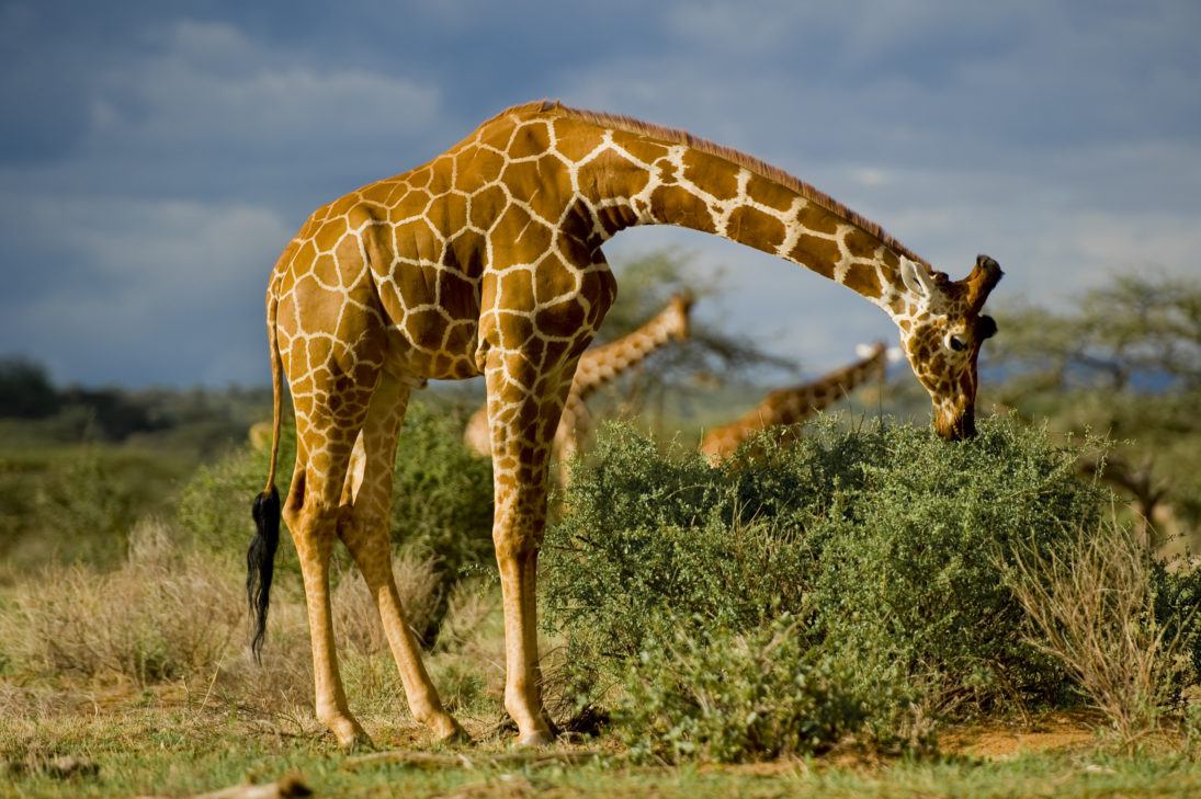 Frank af Petersens-giraffe