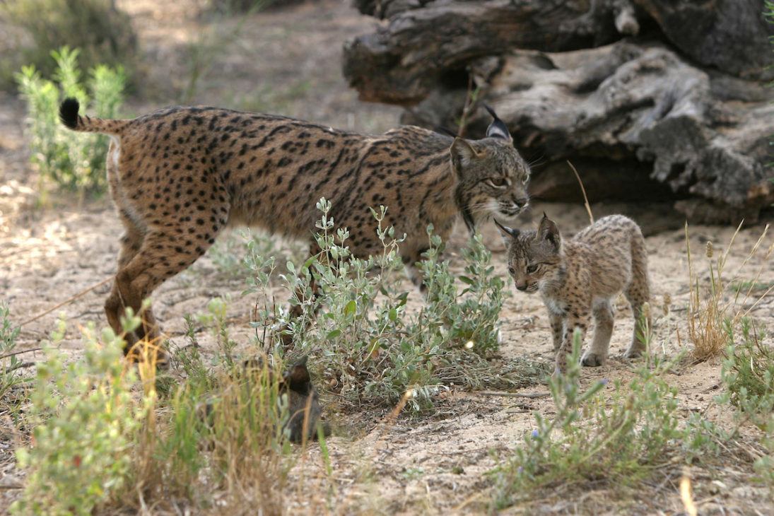 Small Wild Cat Conservation Foundation–Learn More