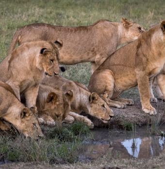 Lion Recovery Fund's Latest Initiatives to Recover Lions
