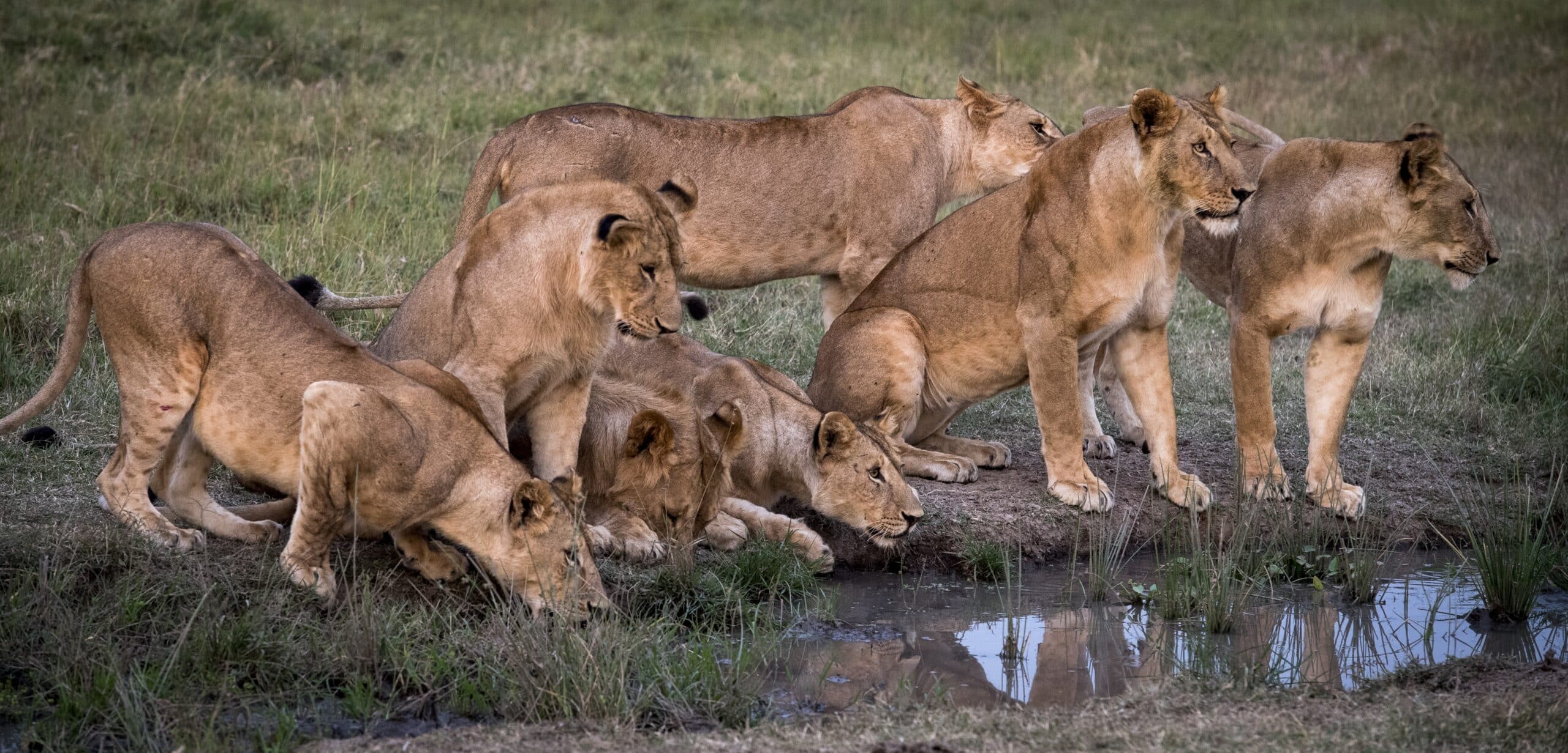 The Ecological Role of Lions - Lion Recovery Fund