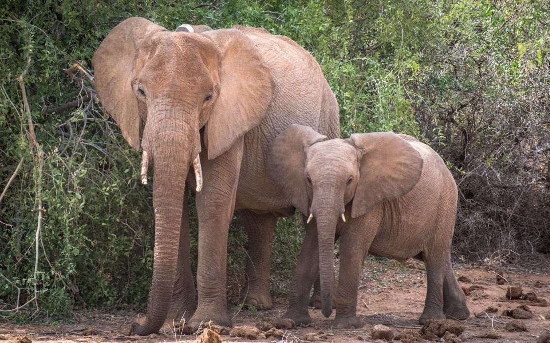 Luna and her calf © Jane Wynyard _ Save the Elephants