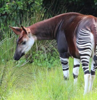 Thirty Years of Okapi Conservation